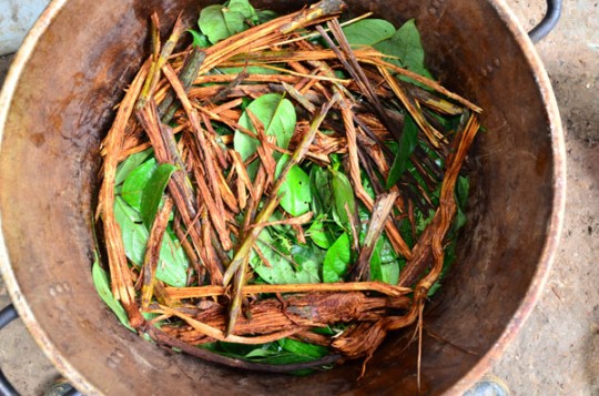 My Experience With Ayahuasca And Amazonian Medicinal Plants Part